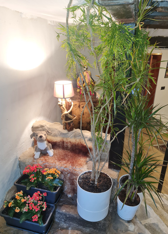 Apartamento rural con encanto en Borredà - plantas decorativas en el recibidor