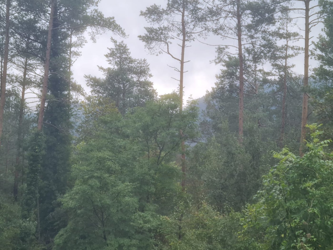 The view from the El Pati farmhouse towards the hill of Casteió, today hidden by the pines