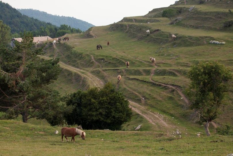 Cavalls pasturant en llibertat als prats de la Fundació Miranda, al Pla de l'Orri