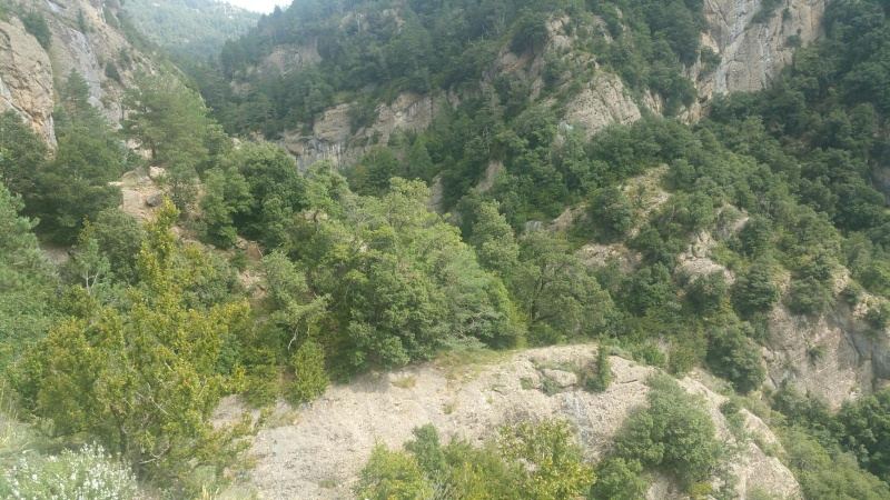Parets i vegetació del barranc del Pas de l'Escalell, a Castell de l'Areny