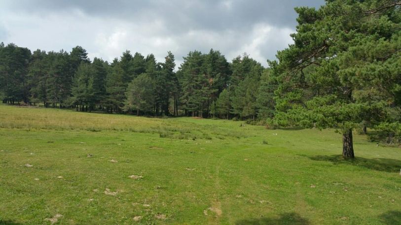 Prat Gespador envoltat de pins a la Serra del Catllaràs
