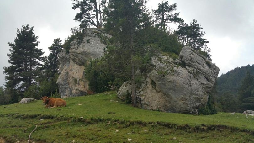Grans blocs de roca del Roc de Catllaràs enmig d'un prat d'alçada amb una vaca ajaguda