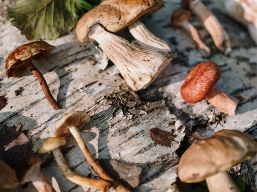 Mushroom season begins